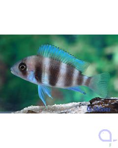 Tanganjika-Beulenkopf - Cyphotilapia frontosa Burundi