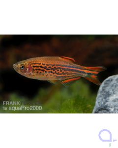 Kyathitbärbling - Danio kyathit