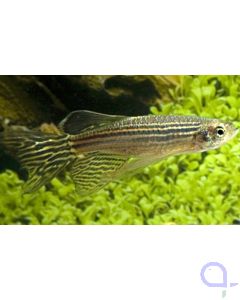 Zebrabärbling Schleier - Brachydanio (Danio) rerio Longfin