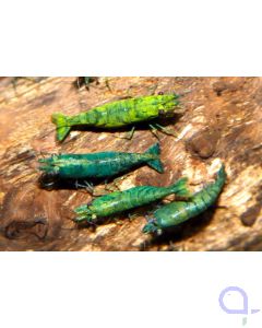 Goldgelbe Tigergarnele - Tangerine Tiger - Caridina mariae