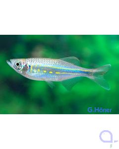 Malabarbärbling - Devario / Danio aequipinnatus 