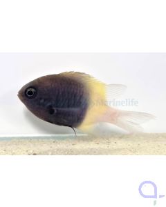 Chromis dimidiata - Zweifarben-Schwalbenschwanz