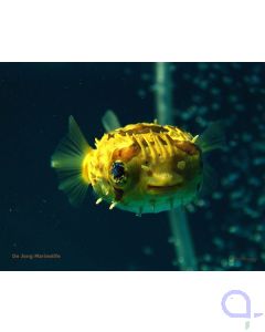 Diodon holocanthus - Langstachel-Igelfisch