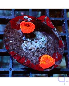 Discosoma - The double Clam #R36