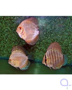 Diskus Diskus Mix 5-6 cm - 6er Set - Symphysodon aequifasciatus