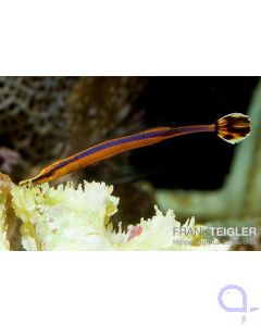 Doryrhamphus excisus - Blaustreifen-Seenadel