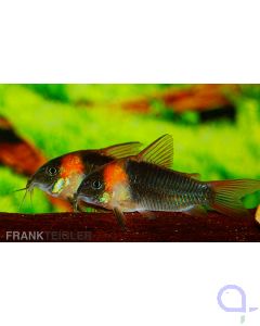 Dreieckspanzerwels - Corydoras eques DNZ 