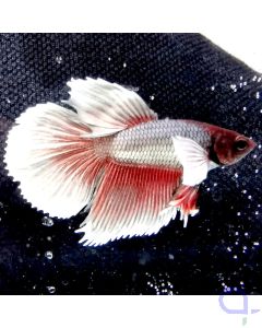 Kampffisch Dumbo Ear "White and Red" - Betta splendens