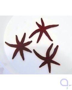 Echinaster luzonicus - Luzon-Seestern