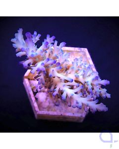 Acropora echinata - Ice Fire