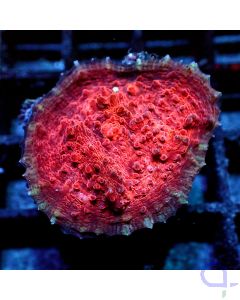 Echinophyllia - Only Red #R06