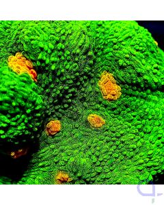 Echinophyllia - Space invader - Detail