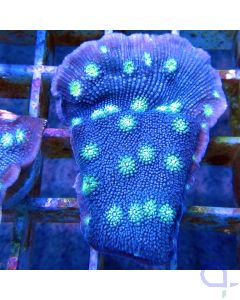 Echinopora lamellosa - Ableger