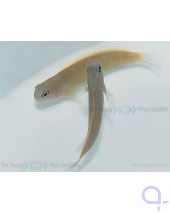 Ecsenius lividanalis Schleimfisch