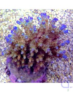 Acropora efflorescens