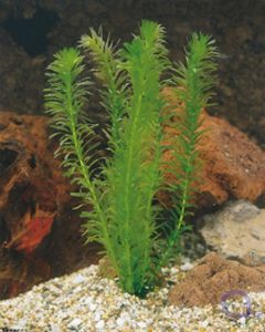 Egeria (Elodea) densa - Wasserpest dichtblättrig