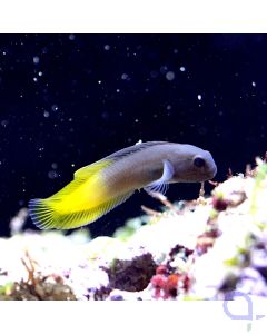 Enchelyurus flavipes - Gelbschwanz-Blenny