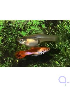 Endler Guppy - Roter Tiger - Poecilia wingei Paar