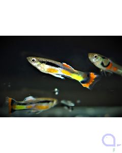 Endler Guppy Campoma Wildform (NZ) -Paar- Poecilia wingei