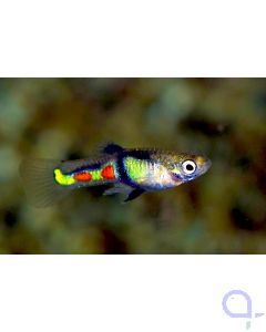 Endler Guppy El Tigre - PAAR - Poecilia wingei