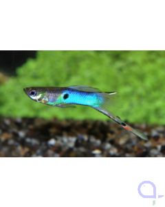 Endler Guppy Japan Blue -Paar- Poecilia wingei