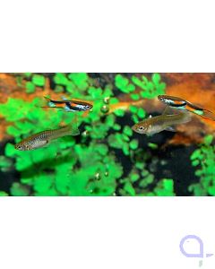 Endler Guppy - Poecilia wingei - PAAR