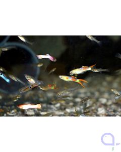 Endler Guppy Mix (M/F) 5 Paare - Poecilia wingei