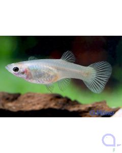 Endler Guppy Weibchen - Poecilia wingei