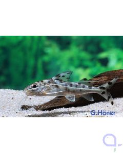 Engel-Antennenwels - Pimelodus pictus - Engelswels