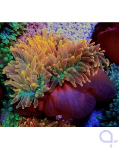 Entacmaea quadricolor sunburst - Blasenanemone Rainbow