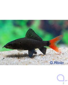 Epalzeorhynchos Labeo bicolor