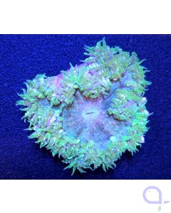Phymanthus crucifer - Coulored - Perlenanemone