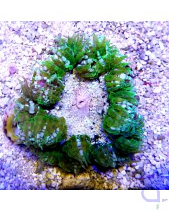 Epicystis crucifer "Green Premium"