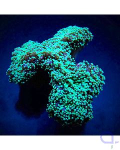 Euphyllia divisa Grün