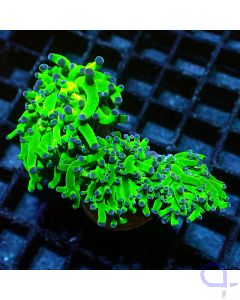 Euphyllia paradivisa - Blue Tips - Ansicht