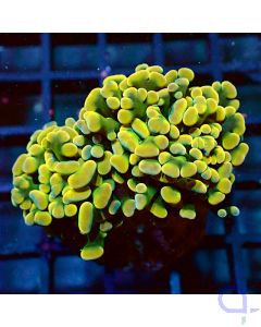 Euphyllia baliensis - Golden Nugget - Filter