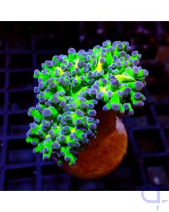 Euphyllia paradivisa - Tricolor - 3 Köpfe