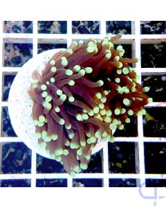 Euphyllia glabrescens "Black Torch"