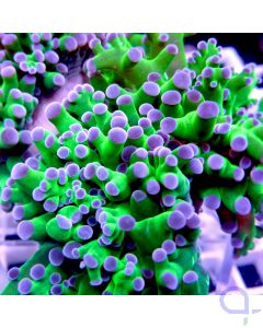 Euphyllia paradivisa "Green Blue Tips"