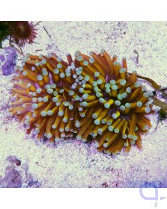 Euphyllia glabrescens "Golden Torch" - Fackelkoralle