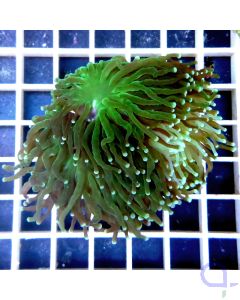 Euphyllia glabrescens "Green Torch"