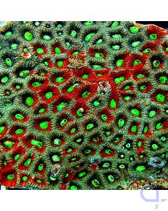 Favites pentagona - Hirnkoralle