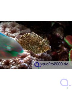 Acreichthys tomentosus - Tangfeilenfisch M