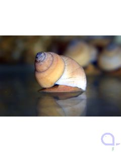 Asiatische Sumpfdeckelschnecke - Filopaludina martensi