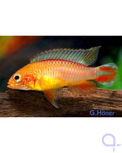 Apistogramma agassizii Fire Red - Zwergbuntbarsch