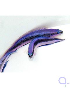 Pseudochromis fridmani X sankeyi - Indigo Riffbarsch - Hybridzucht