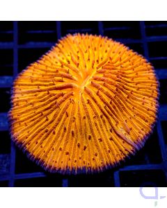 Fungia - Orange Glow 