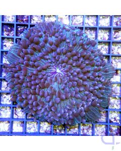 Fungia tricolor xl  LPS Koralle
