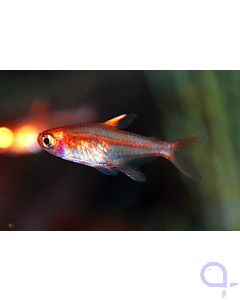 Feuertetra - Funkensalmler  - Hyphessobrycon amandae 