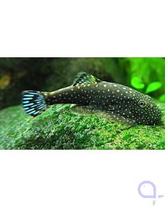 Kleiner Borneo Flossensauger - Pseudogastromyzon (Gastromyzon) ctenocephalus